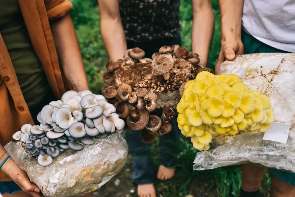 Mushroom Bags